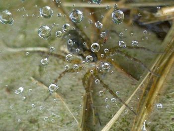 Close-up of water drops on leaf