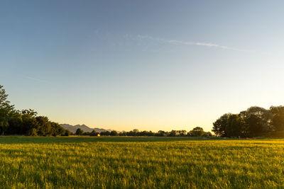 Scenic view of field against sky