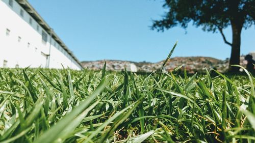 Close-up of grass on field against sky