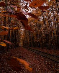 Trees growing in forest during autumn