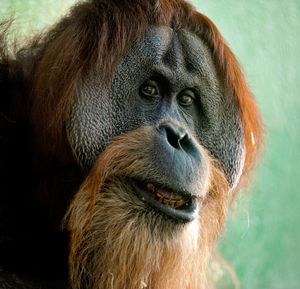 Close-up portrait of monkey