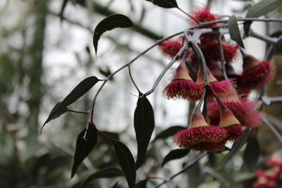 Close-up of plant