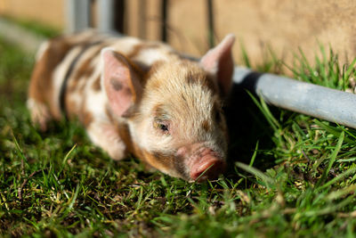 Close-up of a piglet on field