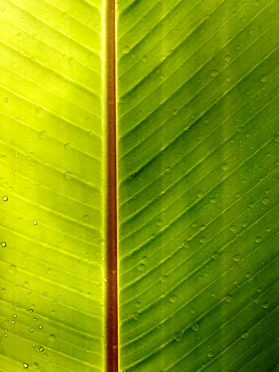 leaf, green color, full frame, backgrounds, leaf vein, close-up, drop, growth, natural pattern, nature, wet, green, pattern, water, beauty in nature, detail, day, outdoors, textured, no people