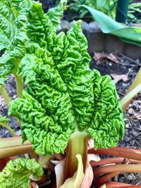 High angle view of vegetables