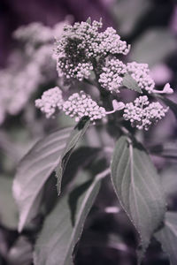 Close-up of flowering plant