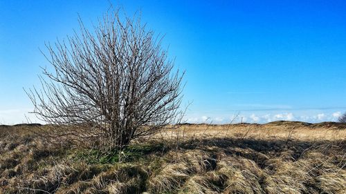 Trees on field against clear blue sky