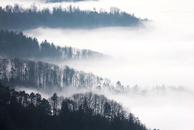 Scenic view of forest against cloudy sky