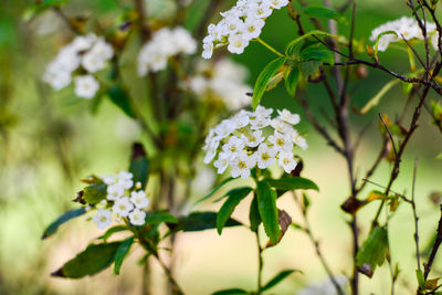 Close-up of cherry blossoms