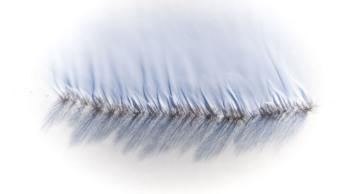 Close-up of feather on white background