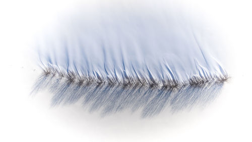 Close-up of feather against white background