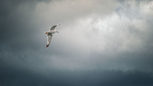 A white seagull flying in the overcast sky before a thunderstorm