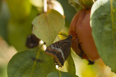 Close-up of butterfly on leaf