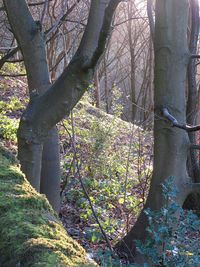 Low section of person on tree trunk in forest