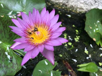 Close-up of bee pollinating on purple flower