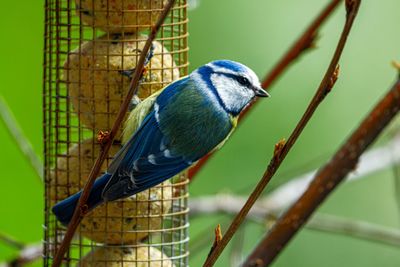 Close-up of bird perching in cage