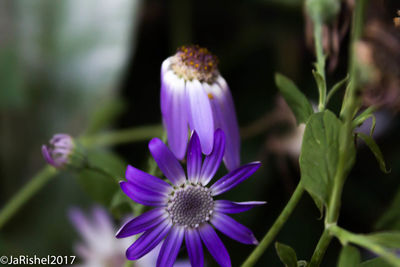 Close-up of purple flowers blooming outdoors