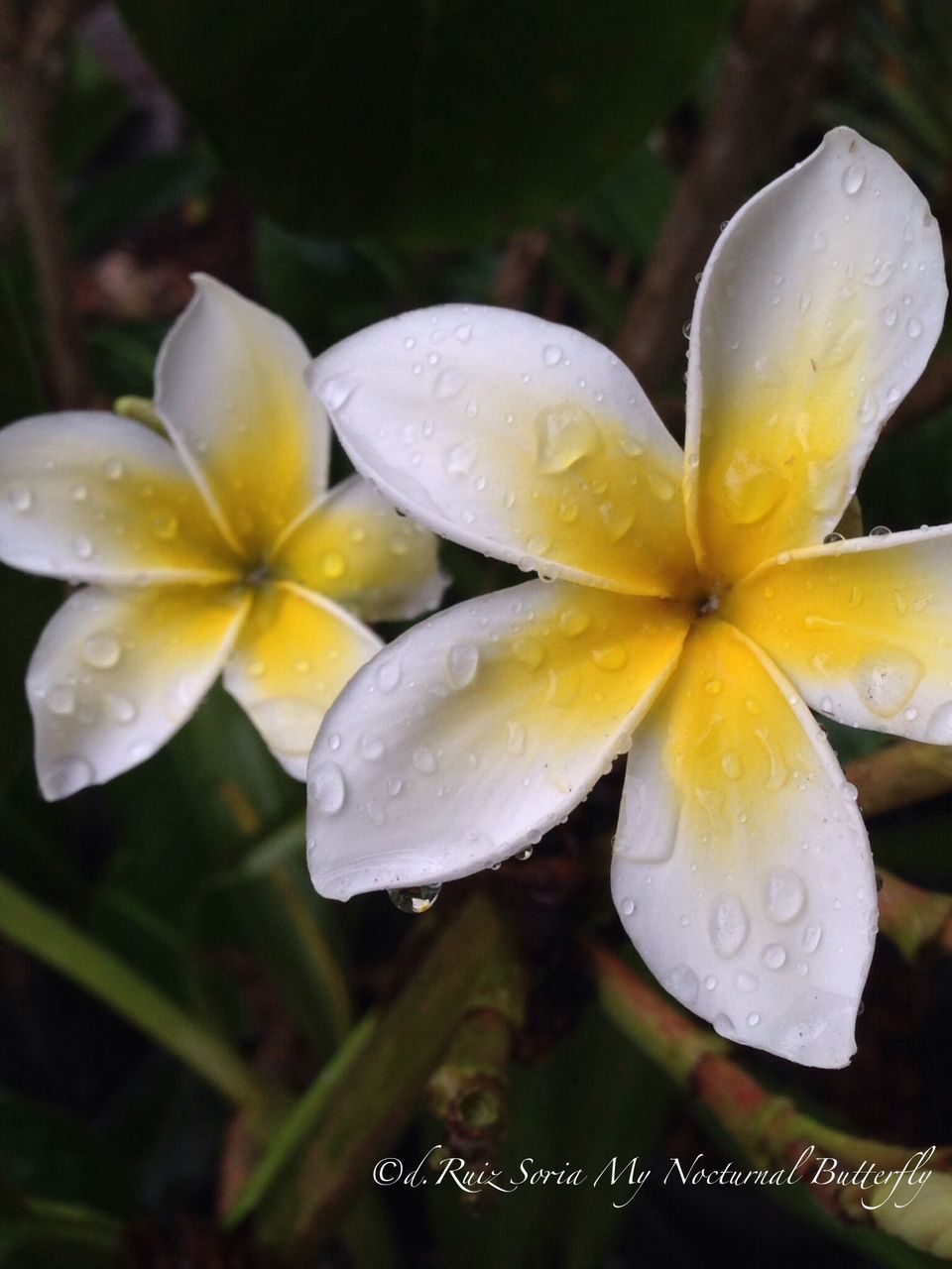 flower, drop, freshness, petal, fragility, water, wet, flower head, beauty in nature, dew, close-up, growth, raindrop, nature, water drop, yellow, blooming, droplet, pollen, purity
