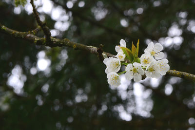 Close-up of apple blossoms in spring