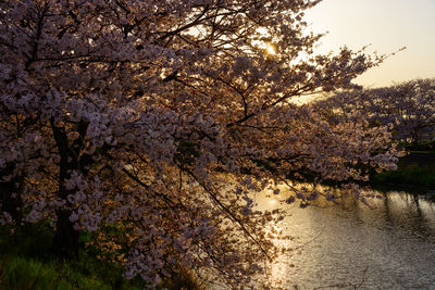 Cherry blossom tree by river against sky