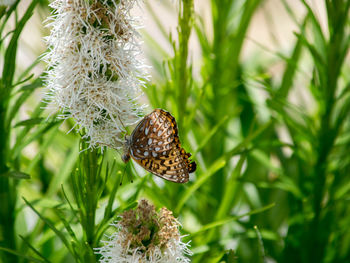 Close-up of butterfly on plant