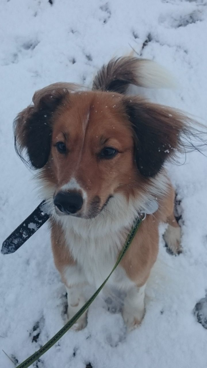 PORTRAIT OF DOG ON SNOW