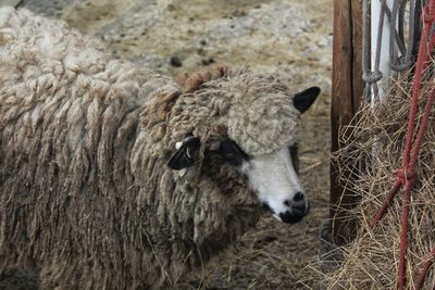 Close-up of sheep