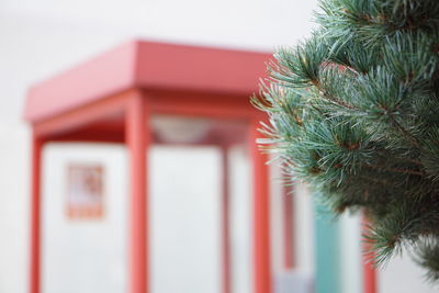 Close-up of plant against phonebooth