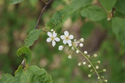 Close-up of flowering plant