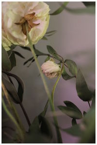 Close-up of flowers blooming outdoors