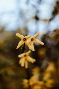 Close-up of yellow flowering plant