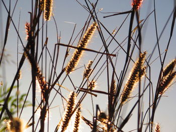 Low angle view of plant against sky