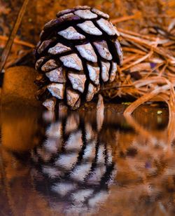 Close-up of pine cone in lake