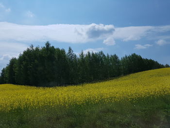 Scenic view of field against sky