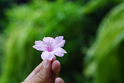 Close-up of hand holding flowering plant