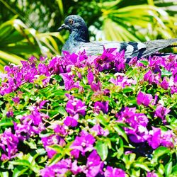 Close-up of bird perching on purple flowers