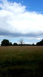 Scenic view of grassy field against sky