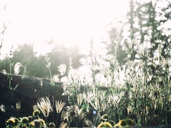 Plants growing on field against sky