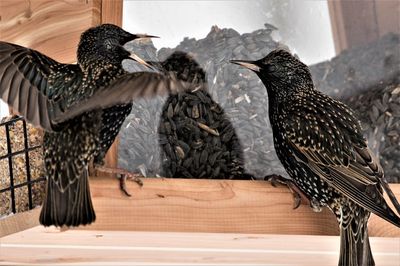 Close-up of birds perching on wood