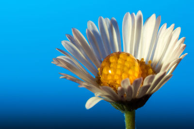 Close-up of multi colored flower against blue background