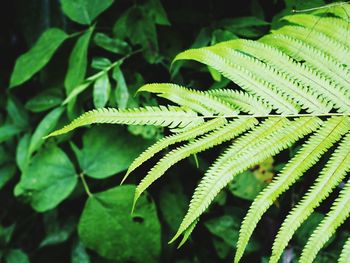 Close-up of fern leaves
