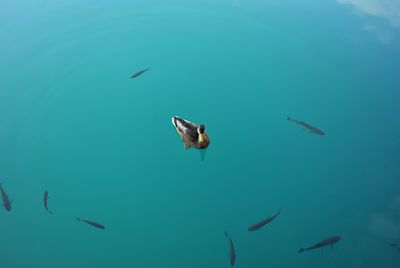 Fish swimming in sea