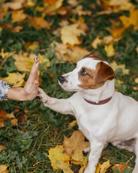 Close-up of hand with dog