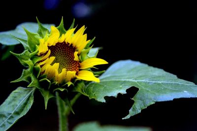 Close-up of yellow flowers