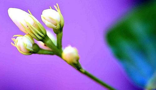 Close-up of pink flowers