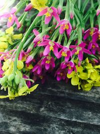 Close-up of pink flowers