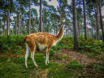 Lion standing in a forest