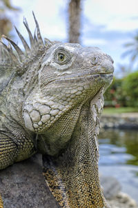 Side view of iguana by pond