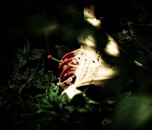 Close-up of crab on plant at night