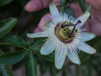 Close-up of passion flower on plant